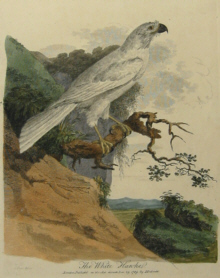 John White's birds